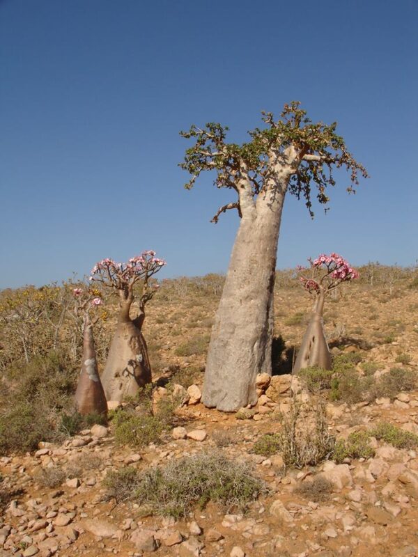 Socotra Island – First Choice Plant Nursey